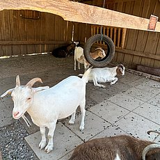 IMG-20260713-WA0006